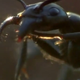 Illustration for article titled The Amazing Macro Shots of BBC's Life